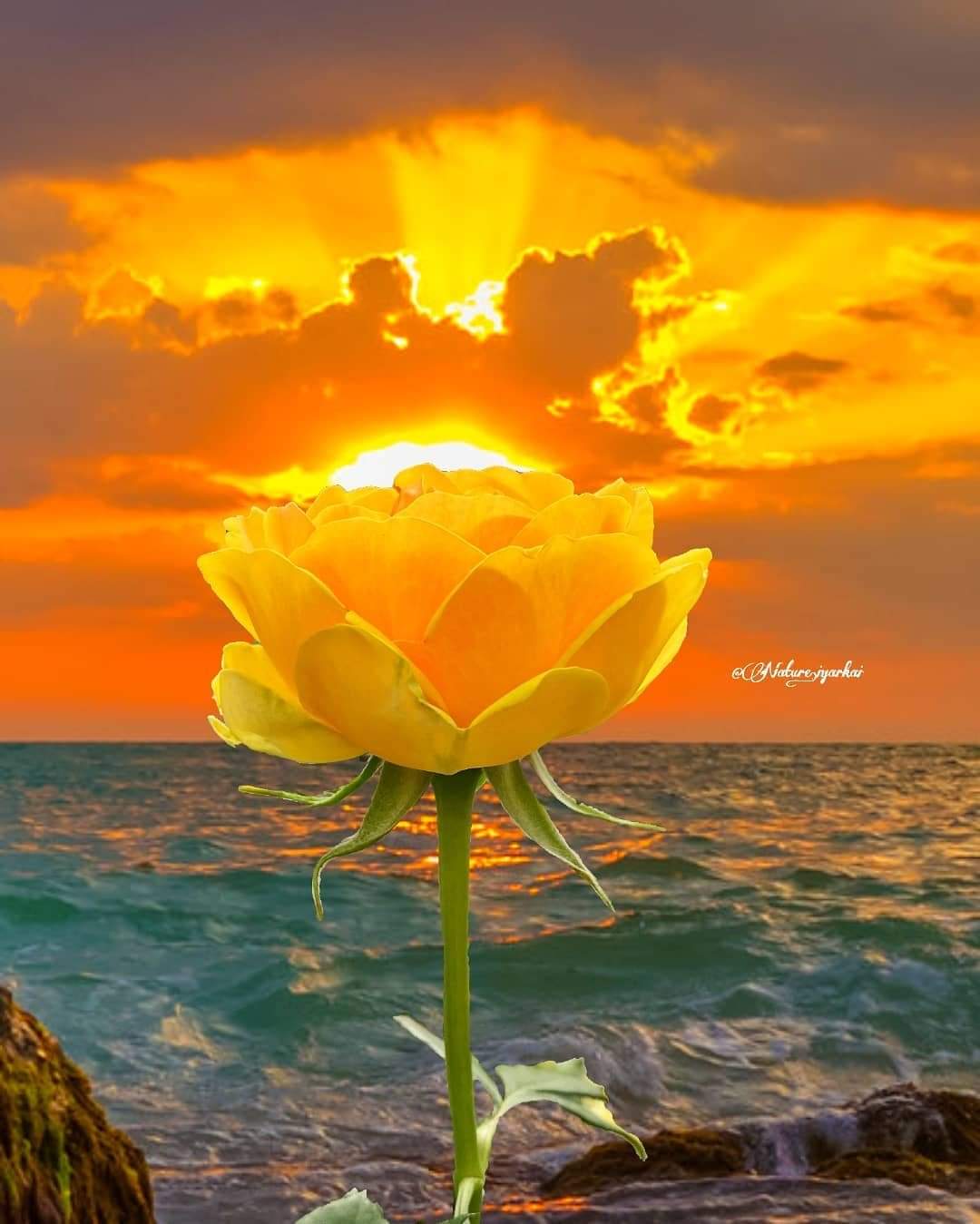 A yellow flower in front of the ocean and sunset.