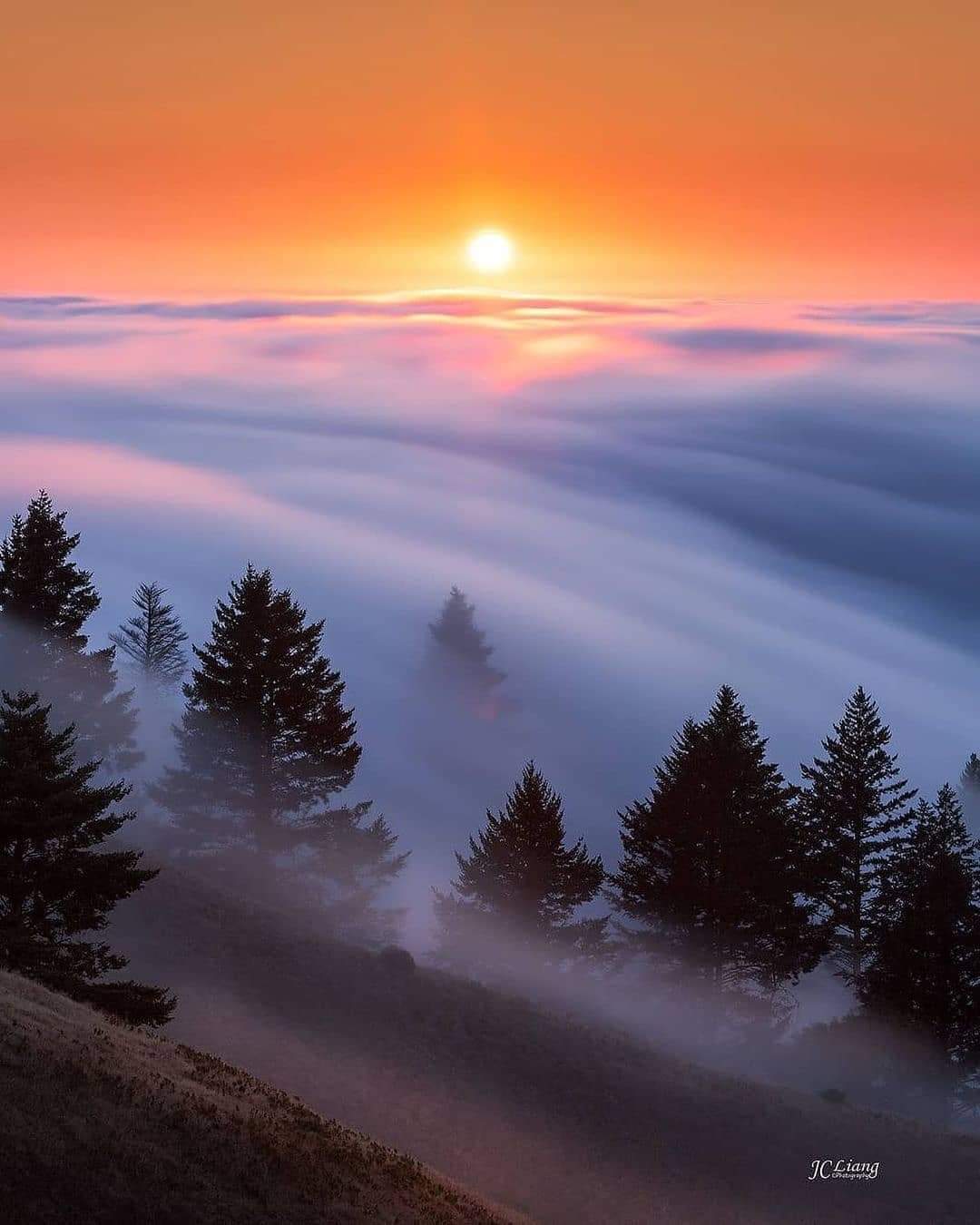 A view of the sun setting over trees in the fog.